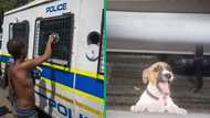 South African man pokes fun at dog locked in back of police van, TikTok video has SA busting