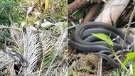 Snake rescuer Nick Evans nabs 1 black mamba on Durban refuse pile