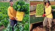 Hard-working female veggie farmer receives praises for diligence: "Well done"