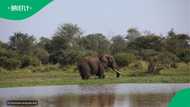 951 elephants died in Kruger over 6 years; SANParks explains the causes