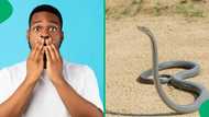 "You're shaking": Snake handler removes massive black mamba from car in Mokopane, Mzansi stunned