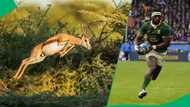 Western Cape golf estate flexes birth of 1st black springbok, SA wants it named after Siya Kolisi