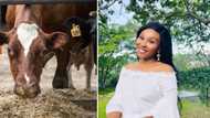 Woman details how a missing cow caused utter chaos at home, uncle wants to die, Mzansi feels bad for laughing