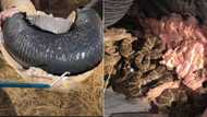 Creepy viral video of rattlesnakes gives internet the heebie jeebies: “Hell on earth”