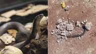 Mzansi in stitches as person thought they killed a snake actually attacked fallen braid