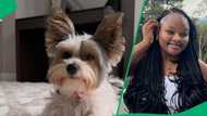 Grace Mondlana's lavish dog birthday bash: Celebration sparks buzz in TikTok videos