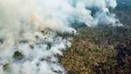 Rainforest giants Brazil, Indonesia, DR Congo sign deforestation pact