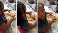 Baby girl caught cutting thick polony slices, shocked reaction has Mzansi cracking up: "Such a big piece"