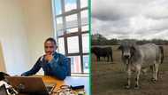 Man adds R27k Brahman bull to livestock, Mzansi thinks its good investment: "Congratulations"