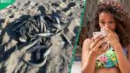Mystery as thousands of sardines are found dead along Western Cape shoreline