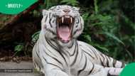"I'm too black for this": Woman bonds with giant tiger in Limpopo, SA amazed