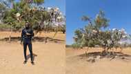 Video of man posing with goats in a tree raises many eyebrows on social media