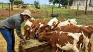 From selling milk out of a bakkie to supplying Woolworths, Mzansi praises inspirational female entrepreneur
