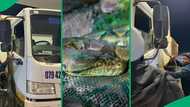 "I heard truck drivers stories on Africa confessions": SA outraged by truck driver travelling with snake