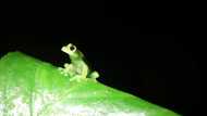 Turtles and see-through frogs on agenda at wildlife summit