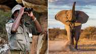 Field ranger trampled by an elephant in Kruger National Park lucky to be alive, says Mzansi