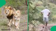 "They are panic hunters": Man avoids lions' attack by walking backwards during a face-off, SA wowed