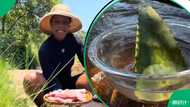 “Helped me with my acne”: Mzansi lady shares easy tutorial for homemade aloe vera soap, SA impressed