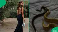 "That's where the money comes from": SA stunned by woman dancing with a snake around her neck