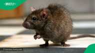 “At least it was not a snake”: Chap shares story of buying R20k rat to generate more money