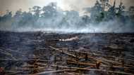Long road ahead to hammer out UN biodiversity blueprint