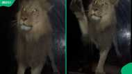 “Let them in, it’s cold”: SA jokes after man wakes up to lions peering through his window