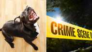 2 family pit bulls euthanised after mauling a 2 year old and 5-month-old to death