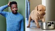 Zulu man asks if sister's dog has funeral cover after it refuses to eat for days in his care: "Ay iyahamba"