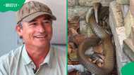 Massive boomslang leaves Gqeberha snake catcher stunned during unusual garden call-out