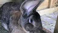 Darius: world's biggest rabbit disappears, owner offers R13.5k for its recovery