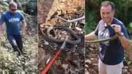 “Much suspense”: Mzansi hails snake catcher Nick Evans' bravery while catching black mamba