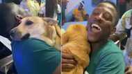 Dog has the time of his life at groove with energetic party-goer, Mzansi loves viral video. "Pit bulls were found shaking"