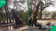 Dramatic 6-hour rescue saves giraffe trapped in swimming pool at Phelwana Game Reserve