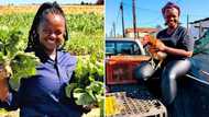 “An inspiration to all”: Cape Town hun excels in male dominated farming industry