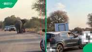 Delivery truck narrowly avoids two fighting elephant bulls on Kruger National Park road near Skukuza