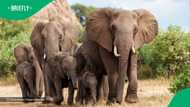 Herd of 30 KwaZulu-Natal elephants guided to safety away from community