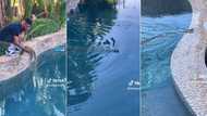 Snake placed in pool swims effortlessly in viral TikTok with 6.7M views, man touching his pet terrifies peeps