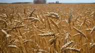 EU eyes tariffs to 'choke off' Russian grain sales