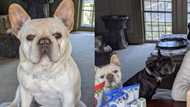 Talk Show Host Martha Stewart Dresses Dogs in Expensive Diamonds