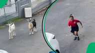 Viral video shows scared schoolgirl running from goats in middle of street, netizens amused