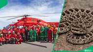 "Well done, response team": School learner airlifted after rare berg adder bite, SA reacts