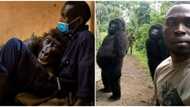 14-year-old gorilla whose photobomb went viral dies in the arms of man who rescued her