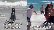 Seal attacks peeps 2 times on Clifton beach, SA picks side as men wrestle hungry marine life in viral TikTok with 1.2M views