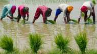 Rice price spike offers preview of climate food disruption