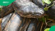 “Massive and beautiful”: Viral video of a huge snake climbing a tree stuns South Africans