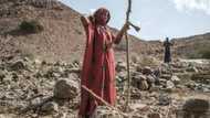 'Why are we being ignored' plead the hungry in Ethiopia's Afar