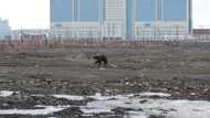 US creates Arctic ambassador as Russia, China competition rises