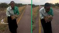 Frightened tortoise pees on woman carrying it on the roadside, Mzansi amused by TikTok video