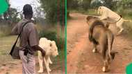 "I'm staying in the car": Man walking with lions uses a stick for protection, SA shares its doubts