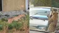 Leopard attacks minibus by jumping over enclosure fence, viral TikTok with 42.7M views leaves people terrified